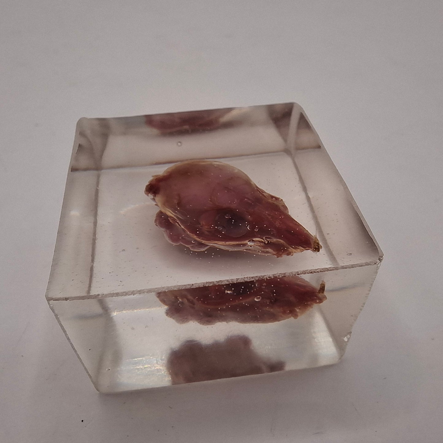 Skinned Mouse Heads