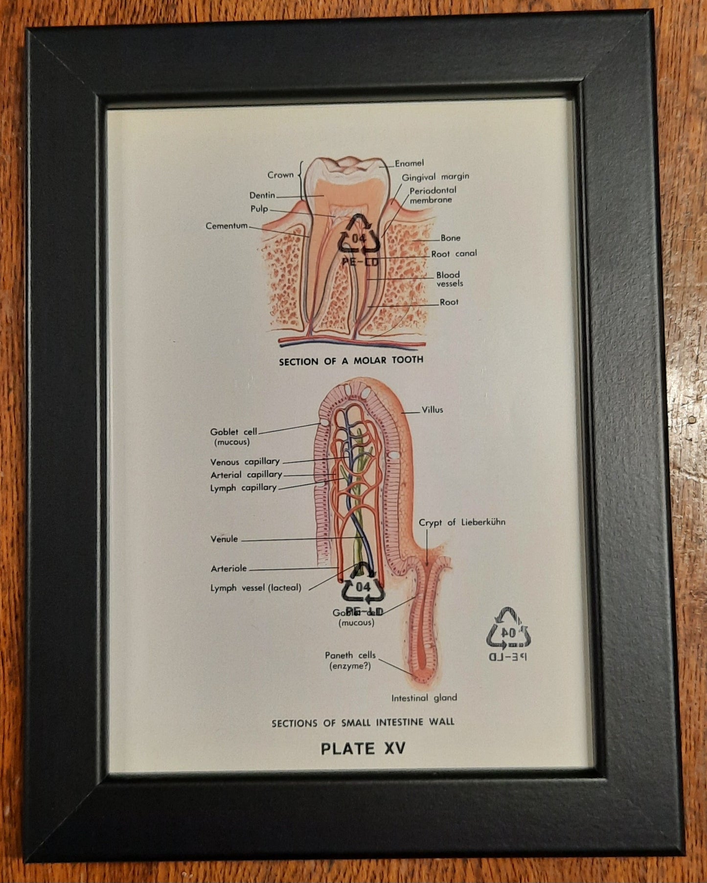 Biological Diagrams