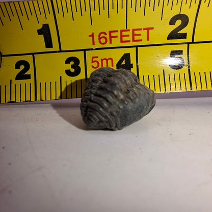 Trilobite Fossil