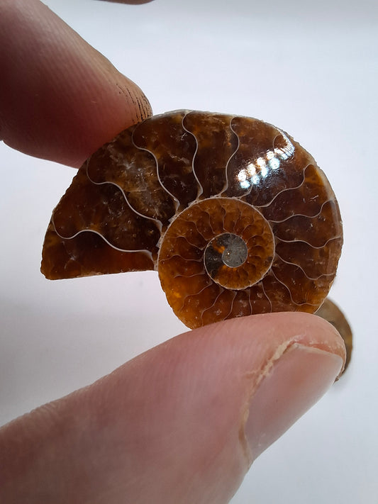 Ammonite Half