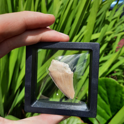 Framed Shark Teeth