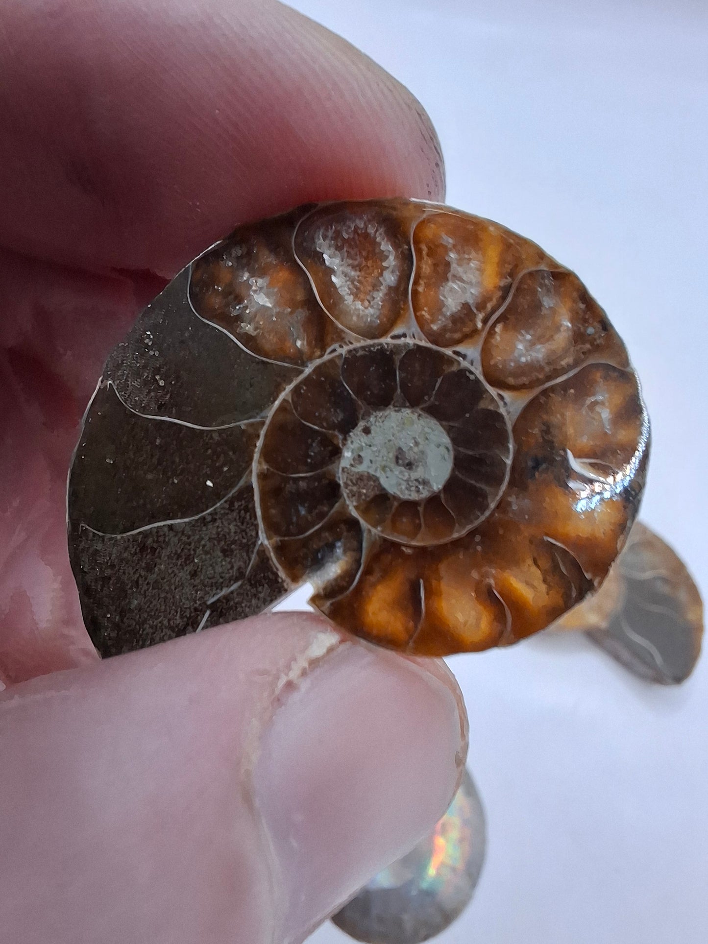 Ammonite Half