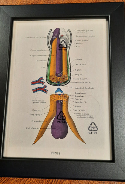 Antique Coloured Anatomical Diagrams (Framed)