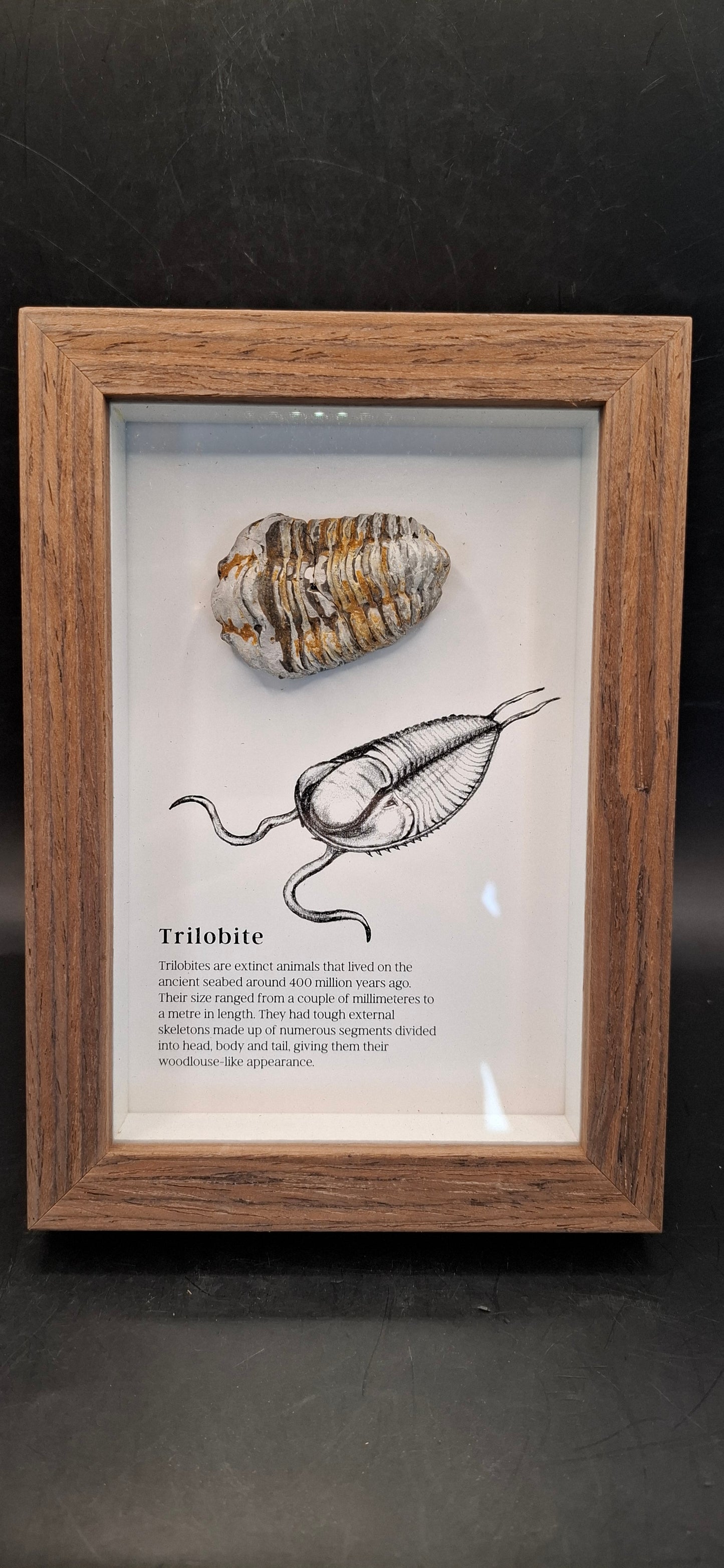 Framed Trilobite Fossil