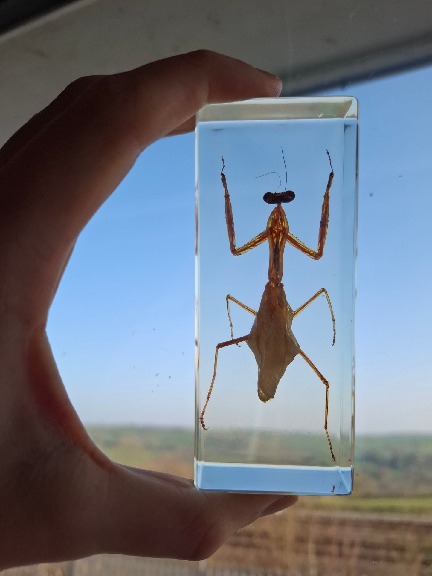 Father Mantis