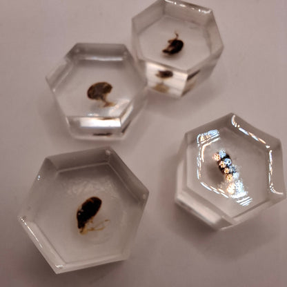 Bargain Box AKA Imperfect things