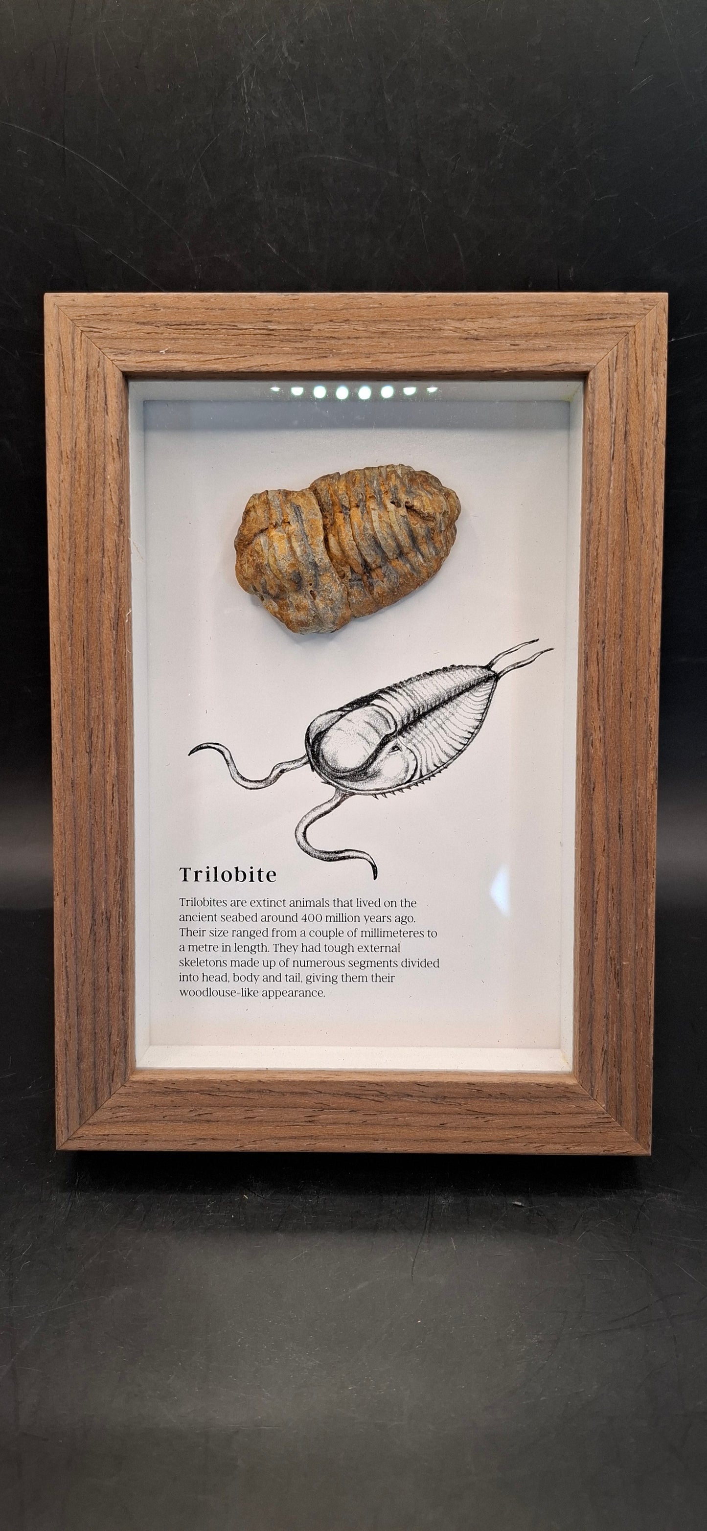 Framed Trilobite Fossil