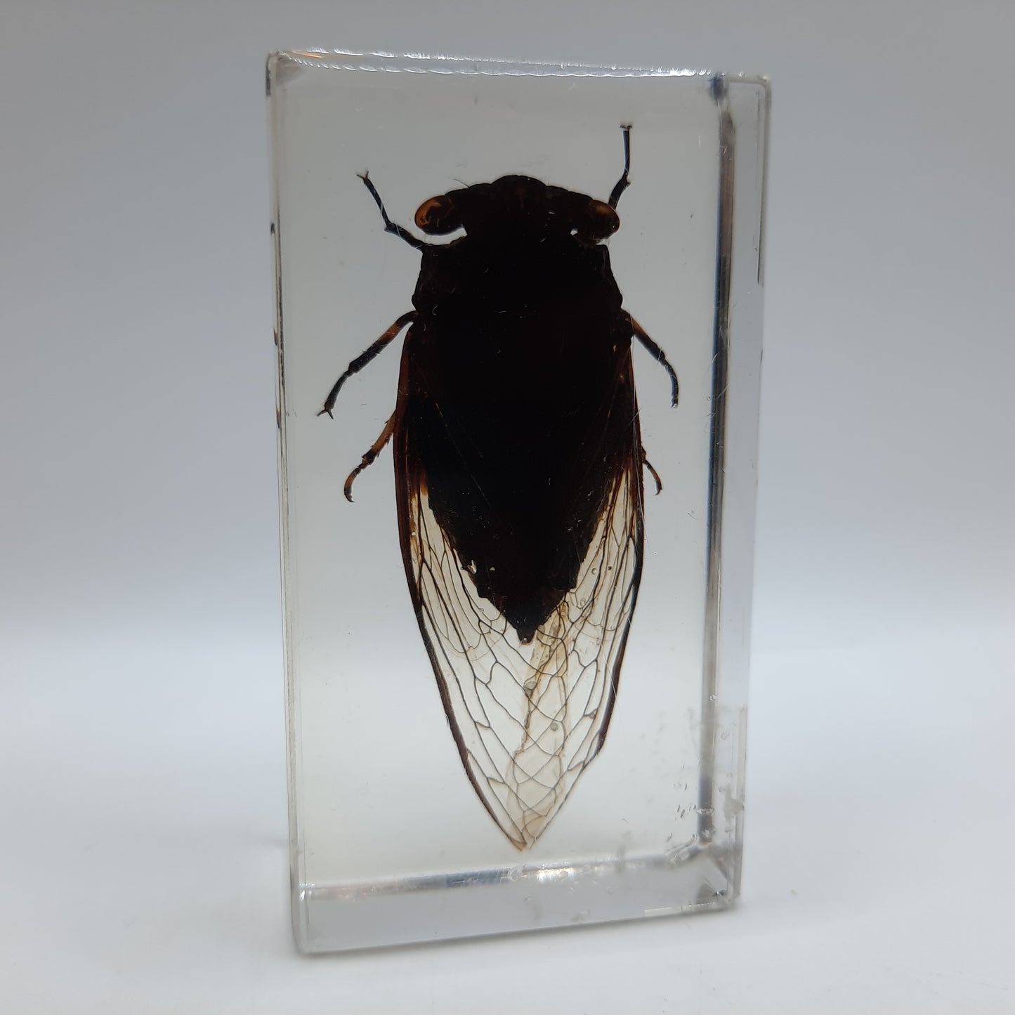 Insect Specimens RELOADED