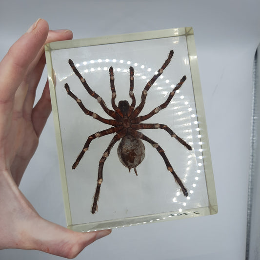 Big Tarantula