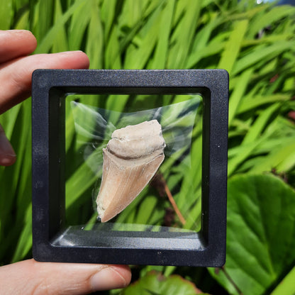 Framed Shark Teeth