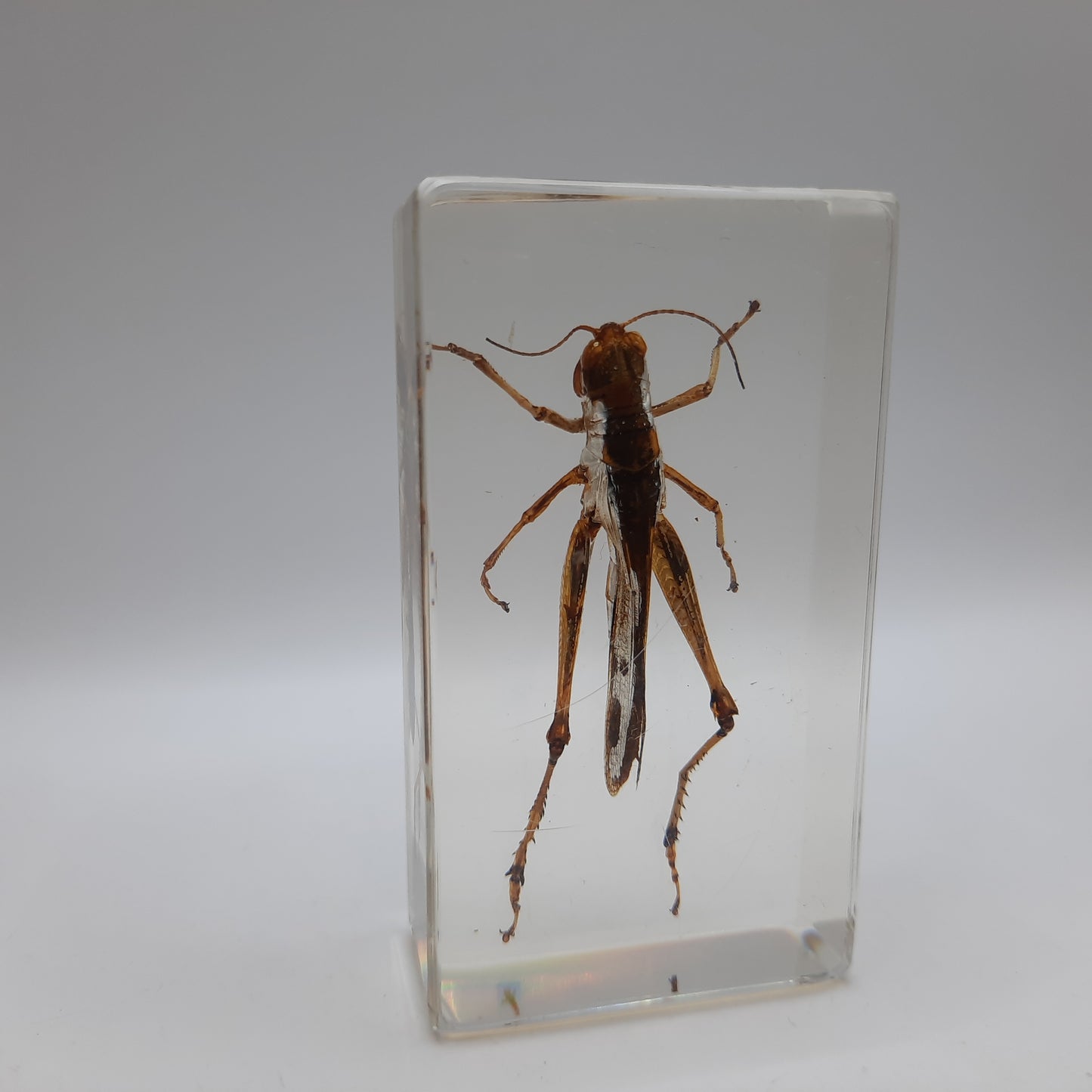 Insect Specimens RELOADED