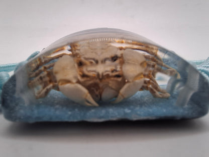 Crab Wristband