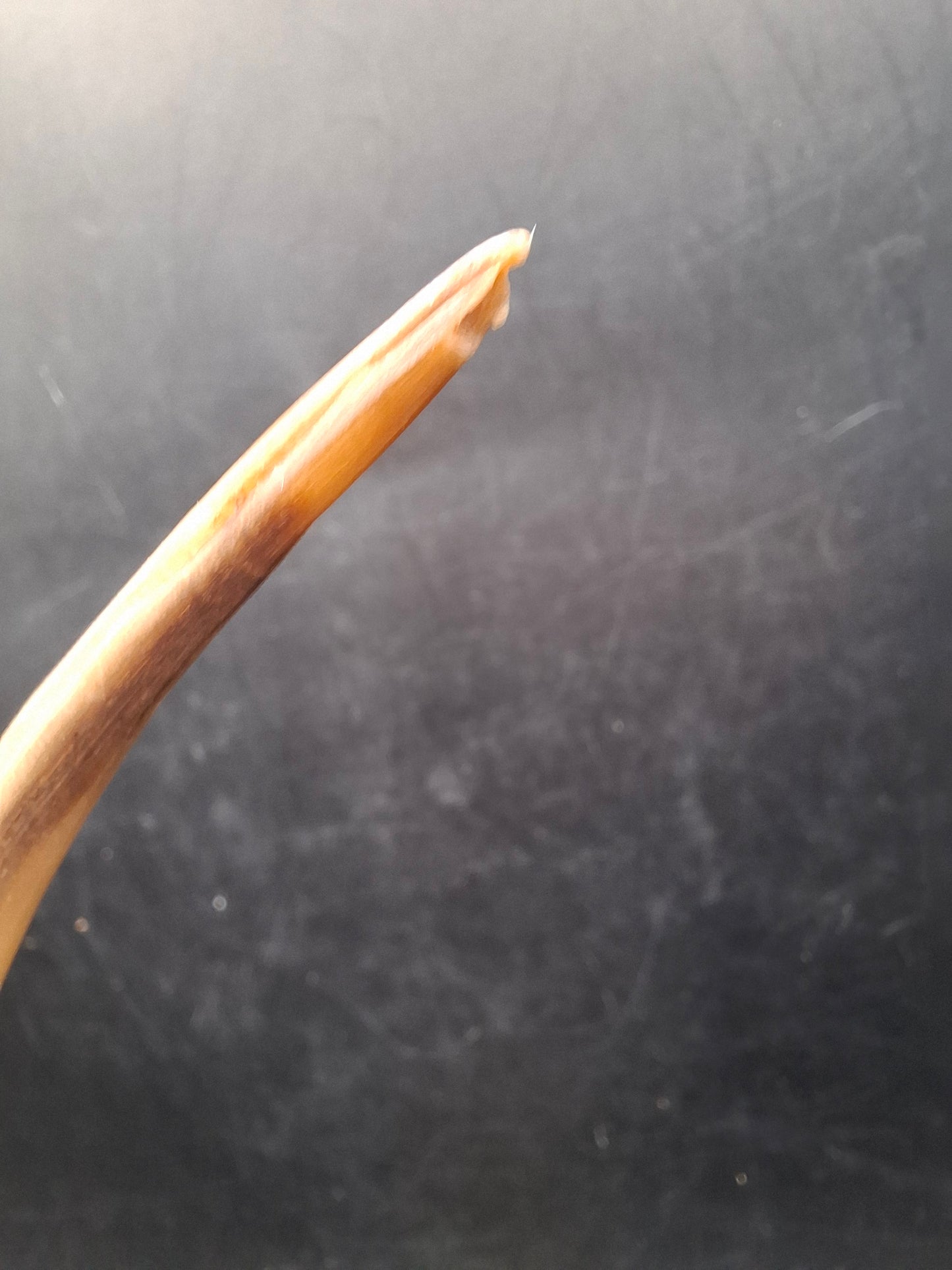 Bird Horn Carving (UK Only)