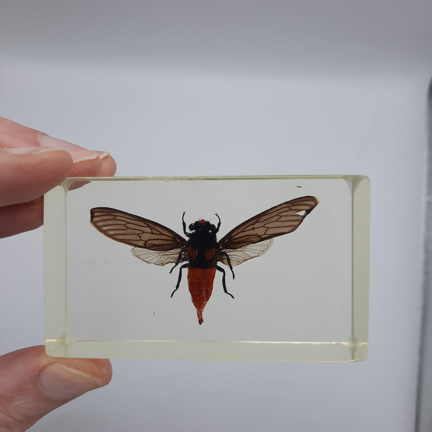 Insect Specimens RELOADED