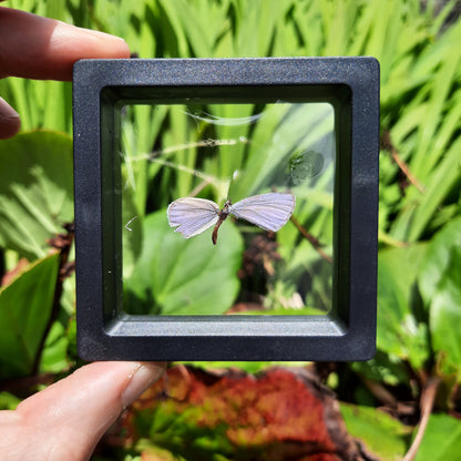 Framed Broken Butterflies