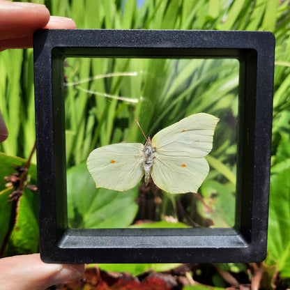 Framed Broken Butterflies