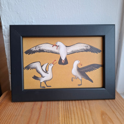 Framed Illustrations (Anatomical and more)