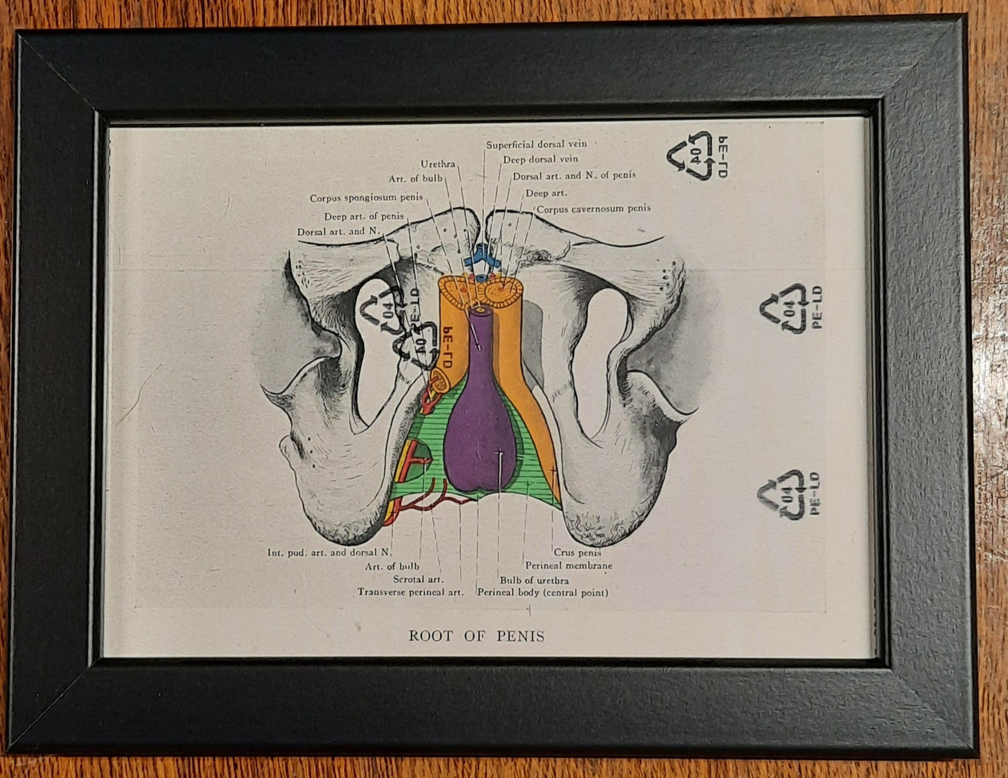 Antique Coloured Anatomical Diagrams (Framed)