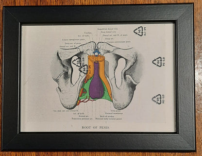 Antique Coloured Anatomical Diagrams