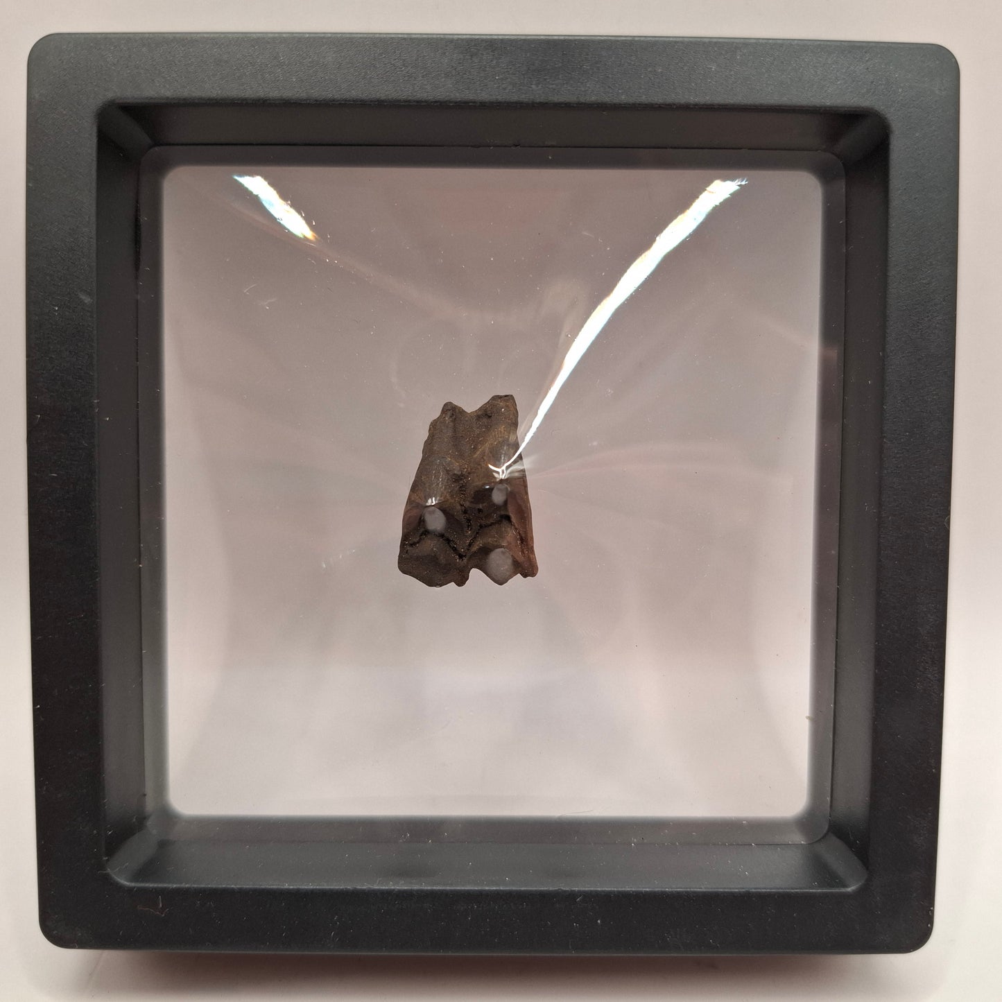 Fossilised Deer Tooth