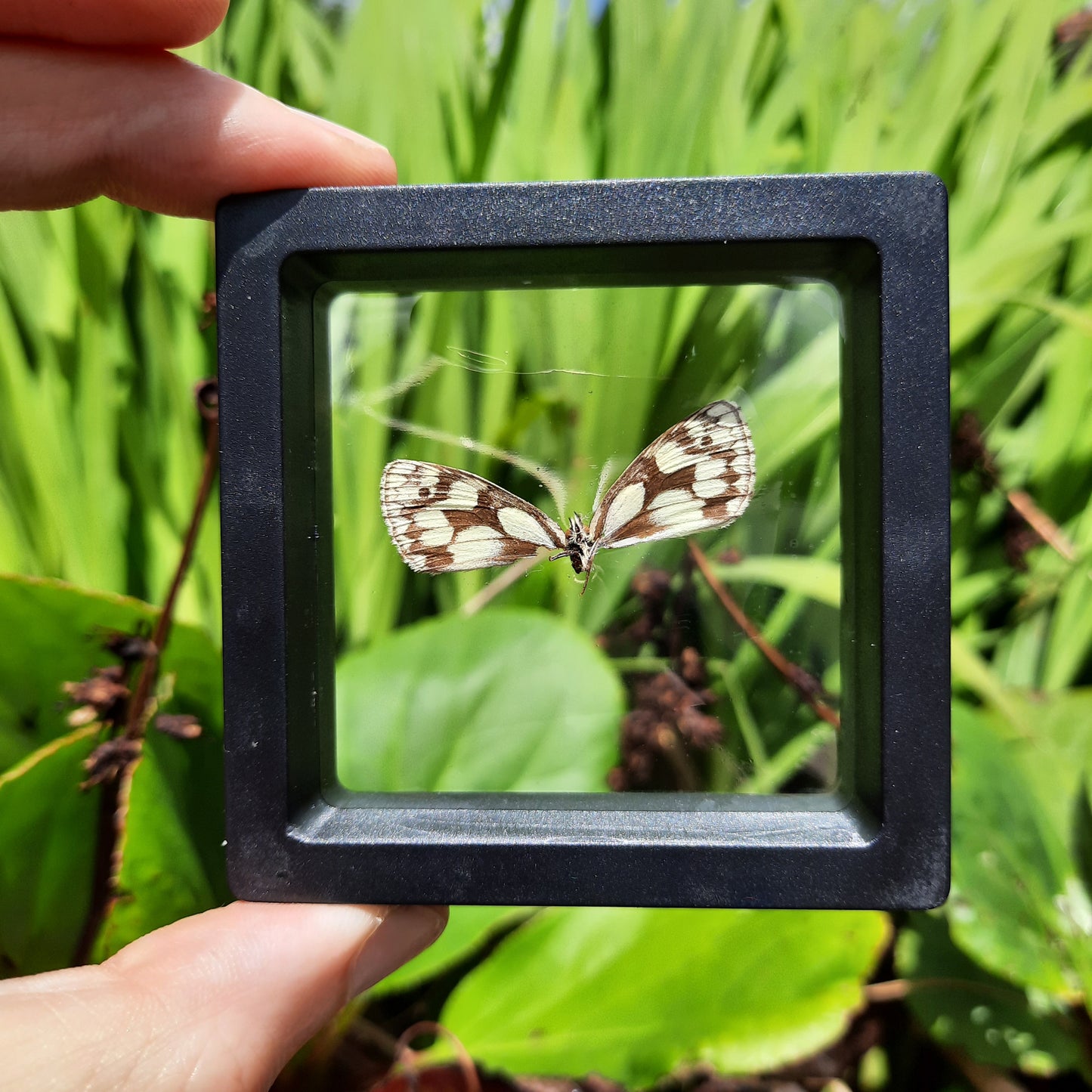 Framed Broken Butterflies