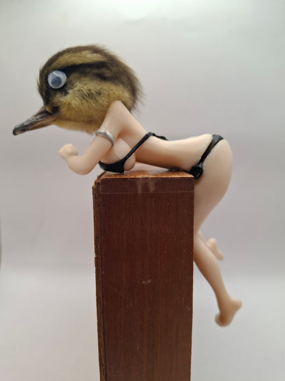 Peeping Duck