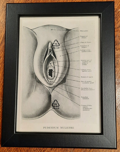 Antique Coloured Anatomical Diagrams (Framed)