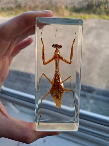 Father Mantis
