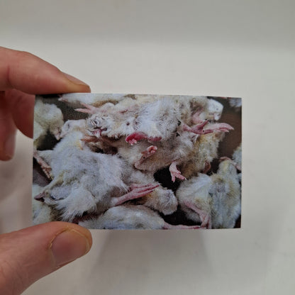 Pile of Dead Chicks Magnet