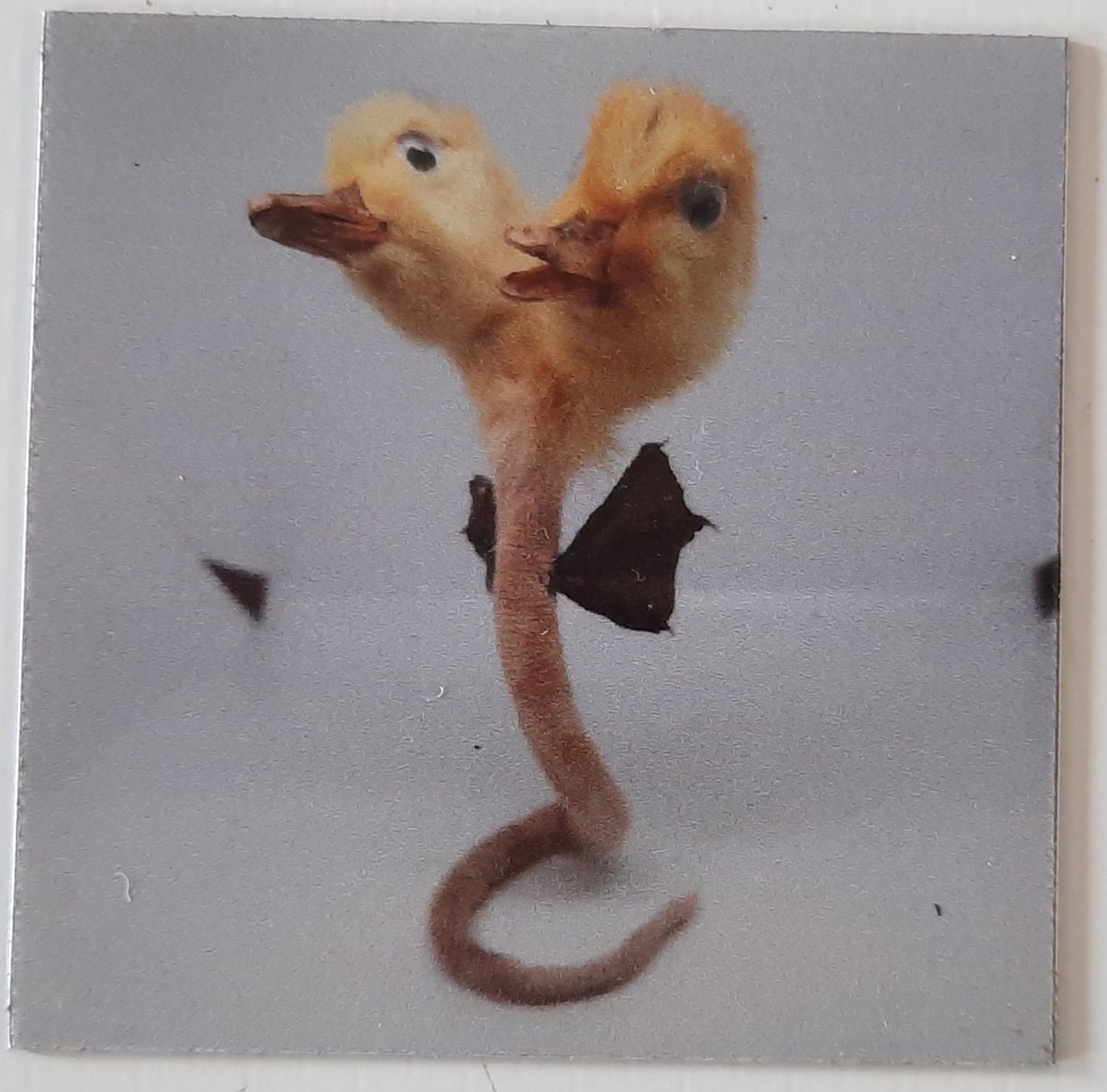 A Duck Tale Magnet