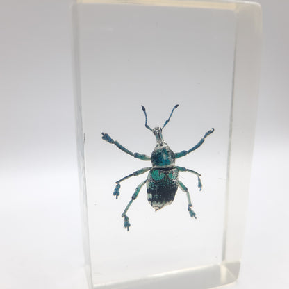 Insect Specimens RELOADED