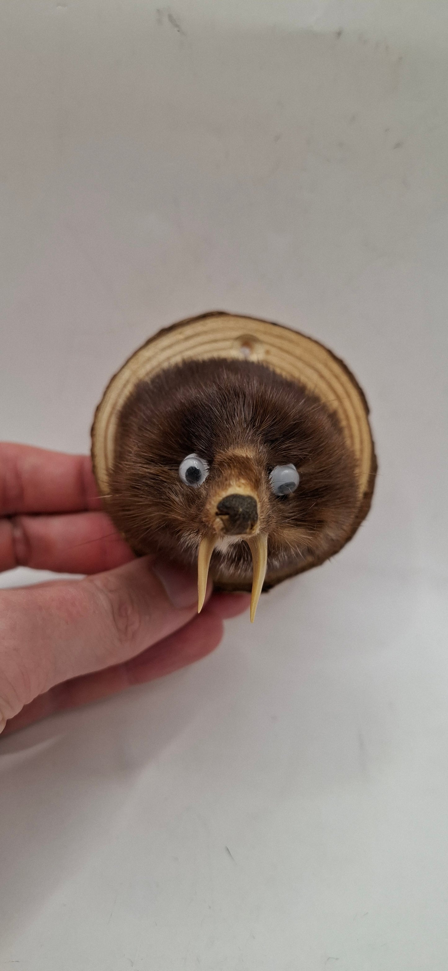 It's Not A Fox!