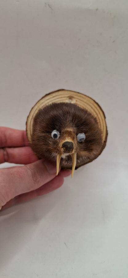 It's Not A Fox!