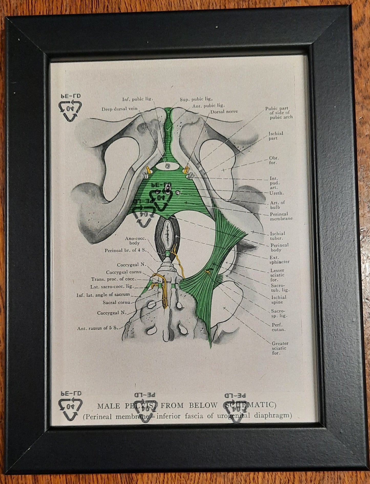 Antique Coloured Anatomical Diagrams (Framed)