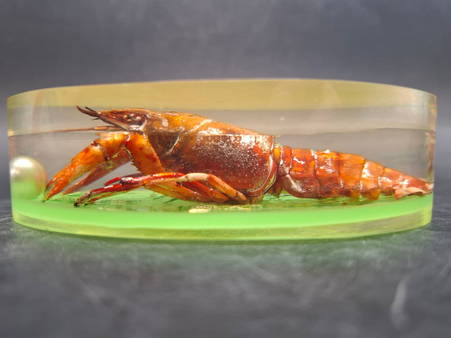 Crayfish In Resin