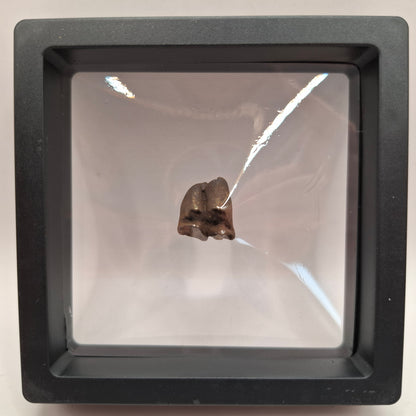 Fossilised Deer Tooth