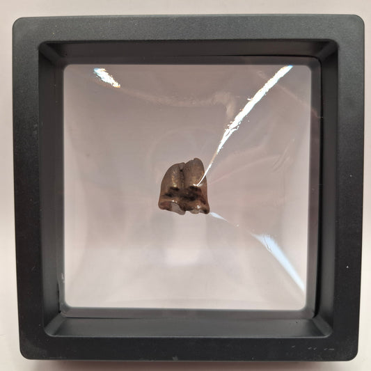 Fossilised Deer Tooth