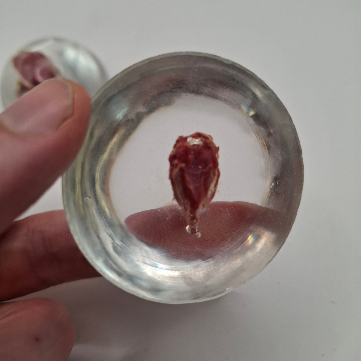 Mouse Head In A Dome