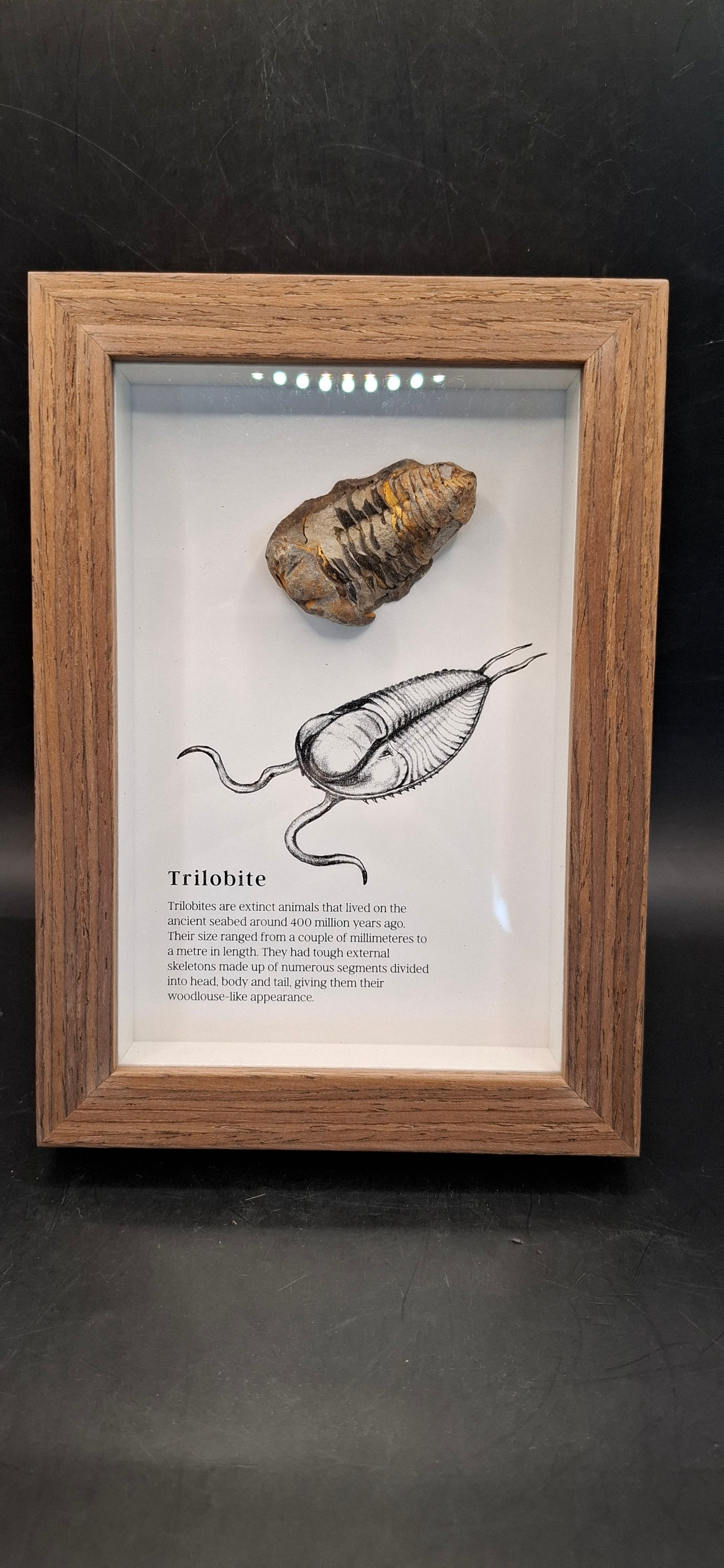 Framed Trilobite Fossil