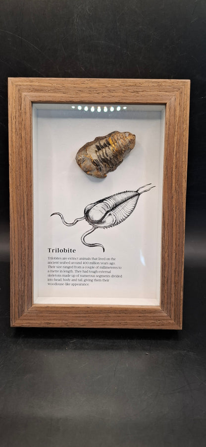 Framed Trilobite Fossil