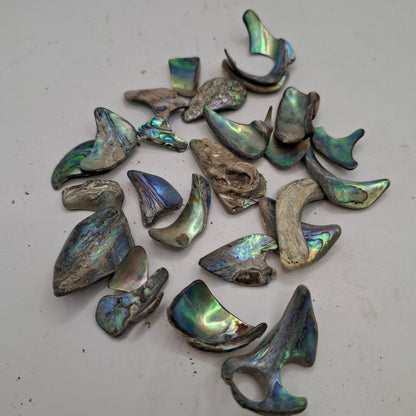 Abalone Shell