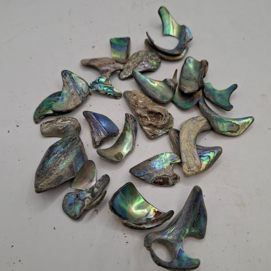Abalone Shell