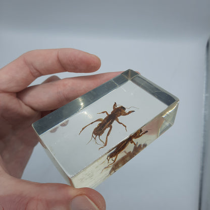 Insect Specimens RELOADED