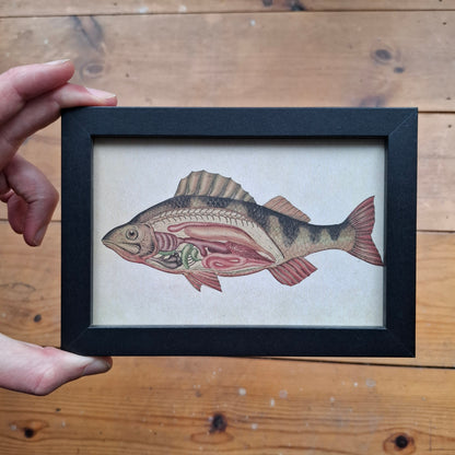 Framed Illustrations (Anatomical and more)