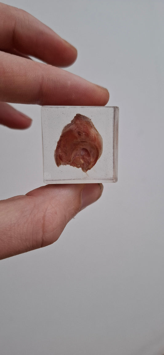 Most of a Chick's Head
