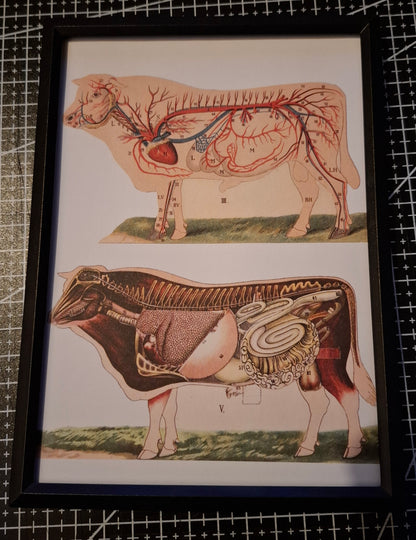 Framed Animal Related Diagrams