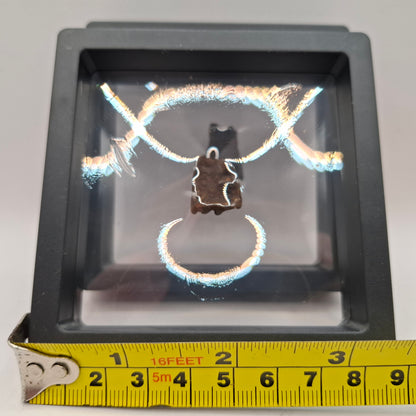 Fossilised Deer Tooth