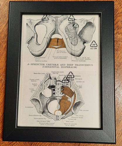 Antique Coloured Anatomical Diagrams