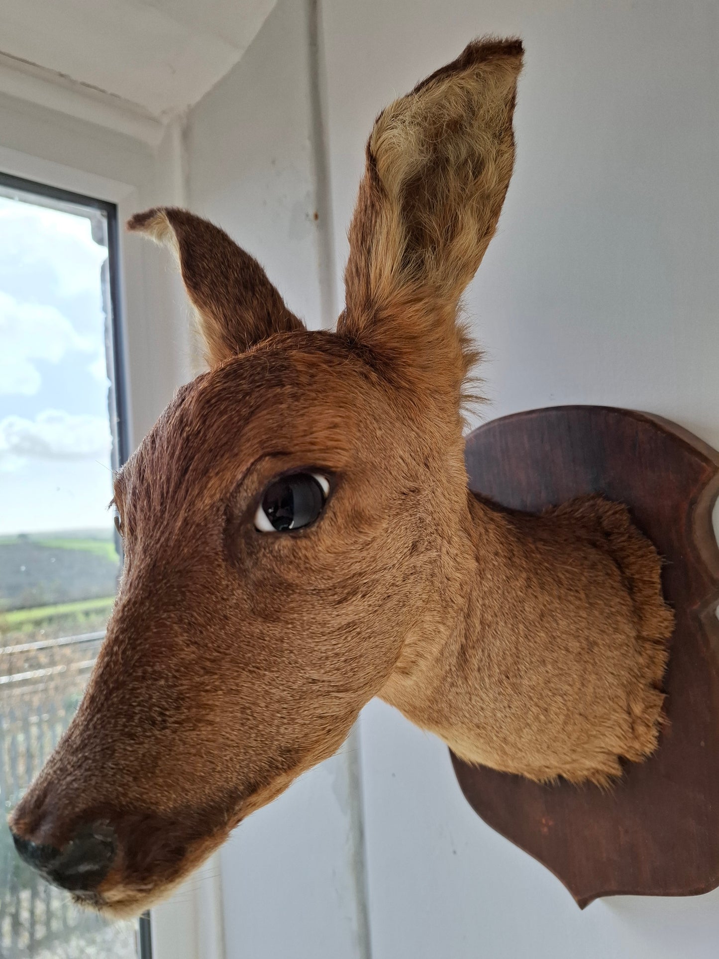 Deer Head (UK Only)