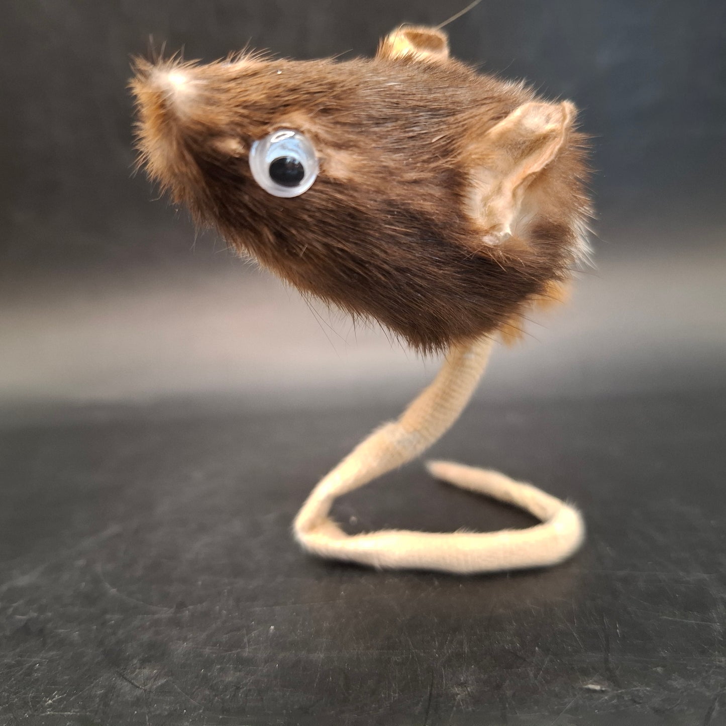 Head: Two, Tail